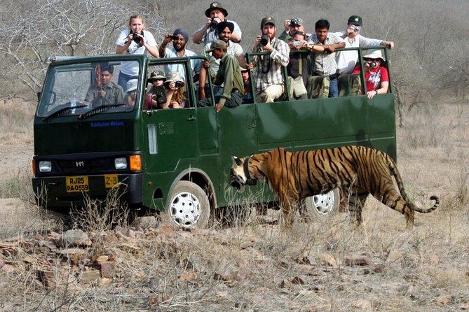 Ranthambore Wildlife Safari with Tickets & Transfer Options - Your safari time in Ranthambore National Park