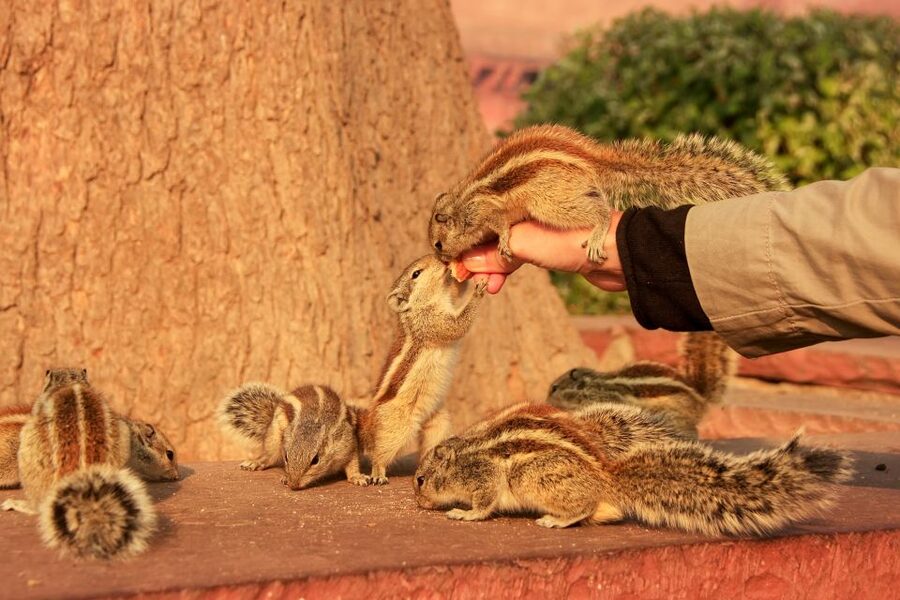 Same Day Taj Mahal, Agra Fort & Baby Taj Tour from Jaipur - Keeper Landwey’s Same Day Agra Run: Quick Take on the Value