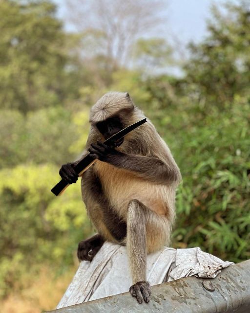 Sanjay Gandhi National Park + Kenheri Caves + Lion Safari - Lion Safari With Real Views, Not Just a Drive-By