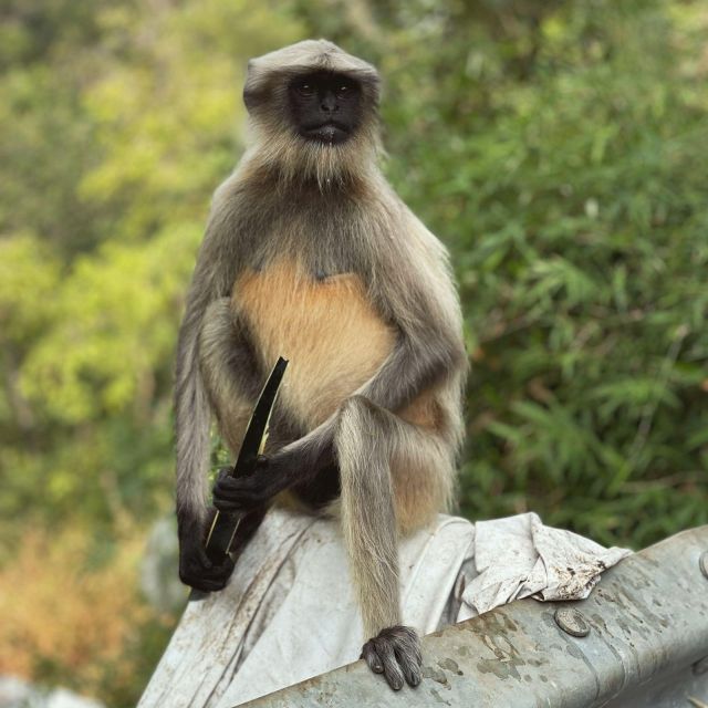 Sanjay Gandhi National Park + Kenheri Caves + Lion Safari - Guides That Make Stone Feel Personal: Kishor, Aadil, Mehul, Rahul