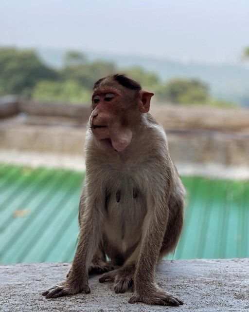 Sanjay Gandhi National Park + Kenheri Caves + Lion Safari - Kanheri Caves: 109 Caves, Carvings to Read, and a Guide Who Explains