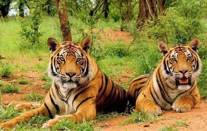 Sariska Tiger Reserve Assistance for Gypsy Private Safari Tickets - Key Things You Should Know Before You Go