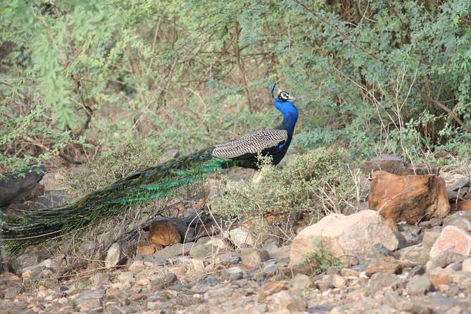 Sariska Tiger Reserve Assistance for Gypsy Private Safari Tickets - Sariska Tiger Reserve, Why This Safari Actually Matters