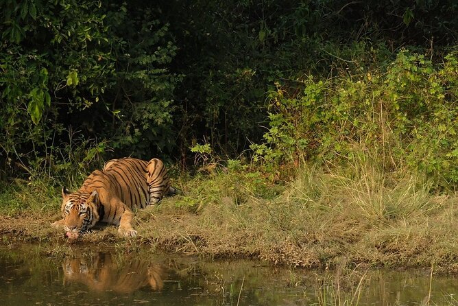 Sariska Tiger Reserve Assistance for Gypsy Private Safari Tickets - What Happens During the 3 Hour Sariska Safari