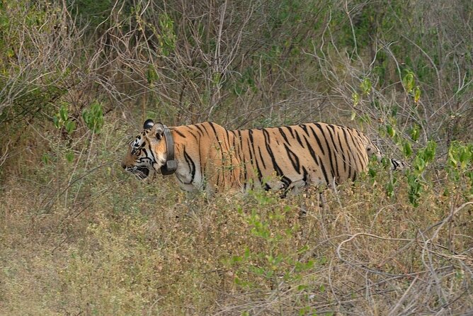 Sariska Tiger Reserve Assistance for Gypsy Private Safari Tickets - Booking Help: What the Provider Handles for You