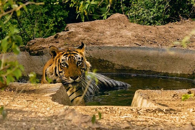 Sariska Tiger Reserve Assistance for Gypsy Private Safari Tickets - Private Gypsy Safari Jeep: The Comfort and Control You’re Paying For