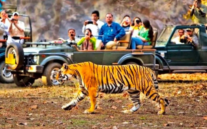 Sawai Madhopur: Ranthambore National Park Guided Jeep Safari - Key highlights at a glance
