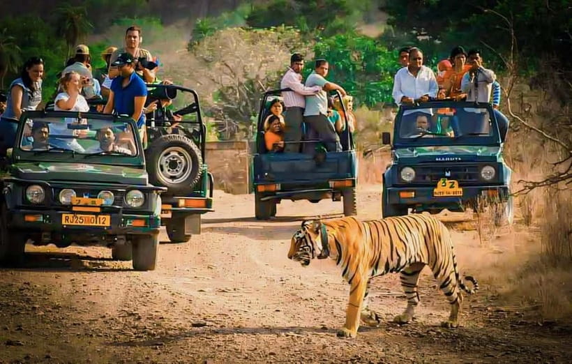 Sawai Madhopur: Ranthambore National Park Guided Jeep Safari - Ranthambore by guided jeep: the value of seeing it the right way