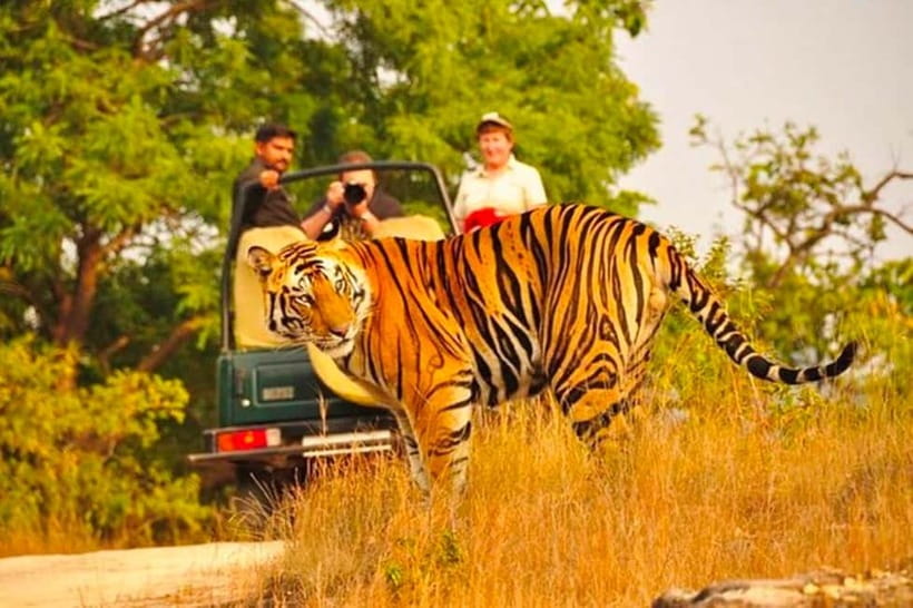 Sawai Madhopur: Ranthambore National Park Guided Jeep Safari - Where you start: hotel pickup, or a practical meeting point