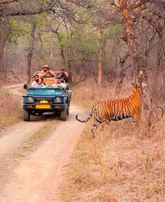 Sawai Madhopur: Ranthambore National Park Guided Jeep Safari - What happens once the safari begins