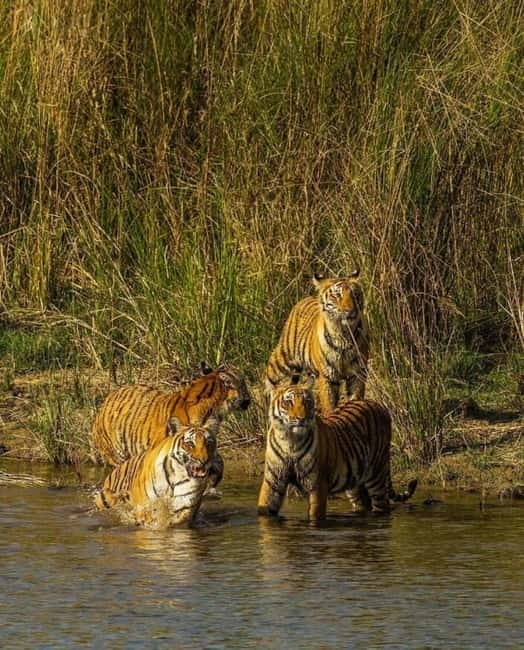 Sawai Madhopur: Ranthambore National Park Guided Jeep Safari - Photo strategy that actually works from a jeep