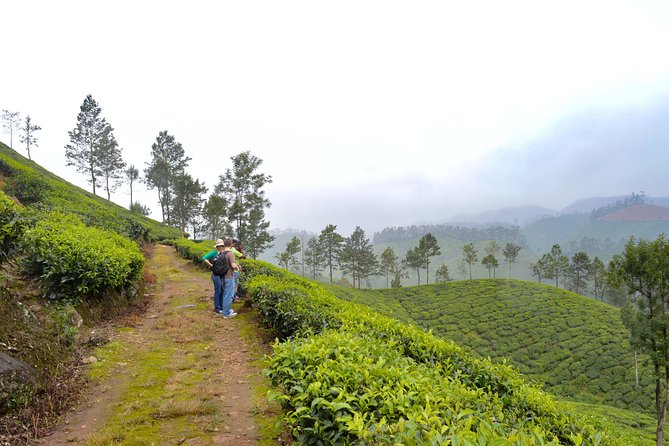 Scenic Kerala : Hills, Wildlife, Backwaters & Beach Bliss- 7 Days - Key things I’d zero in on