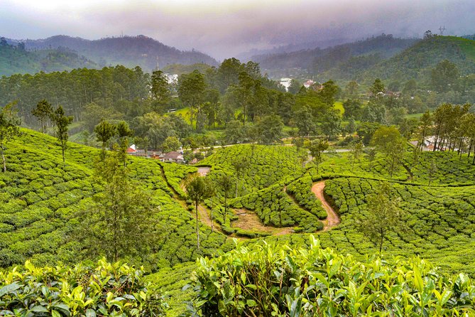 Scenic Kerala : Hills, Wildlife, Backwaters & Beach Bliss- 7 Days - The Munnar day that balances tea views with real sights