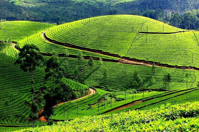 Serene Munnar Retreat: Private Tour from Kochi to the Munnar Hill - Tea museum stop: why Munnar tea isn’t just a postcard