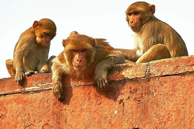 Skip The Line: Taj Mahal Sunrise Tour from - Delhi (All-Inclusive) - The 3:00 AM pickup that makes Taj Mahal sunrise possible