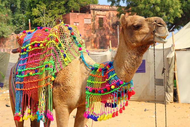 Spiritual City Walking Tour-THE Pushkar Route - Key things I’d circle before you go