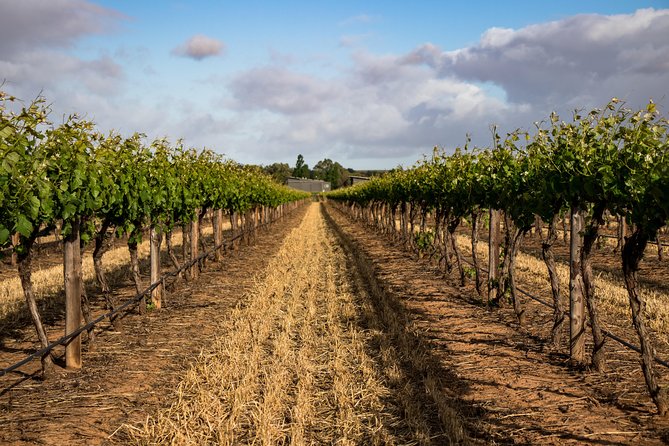Sula Vineyards Day tour from either Mumbai OR Nashik - Price and what you actually get for $115