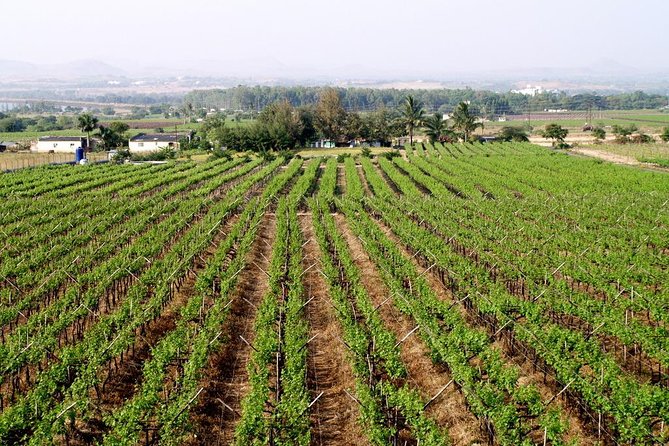 Sula Vineyards Day tour from either Mumbai OR Nashik - Sula Vineyards entry plus wine tasting: how to use your time