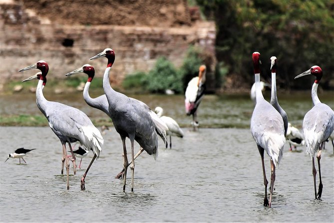 Sultanpur The wonder of Birding from Delhi - Key things I’d bookmark before you go