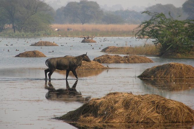Sultanpur The wonder of Birding from Delhi - Why Sultanpur National Park is an easy win from Delhi
