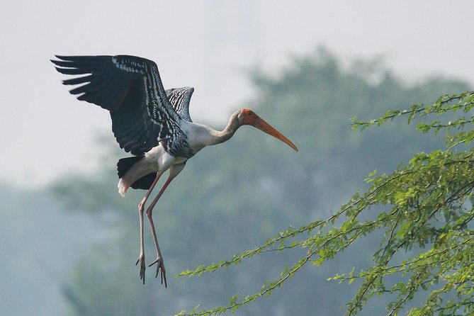 Sultanpur The wonder of Birding from Delhi - Who this Sultanpur birding tour is best for