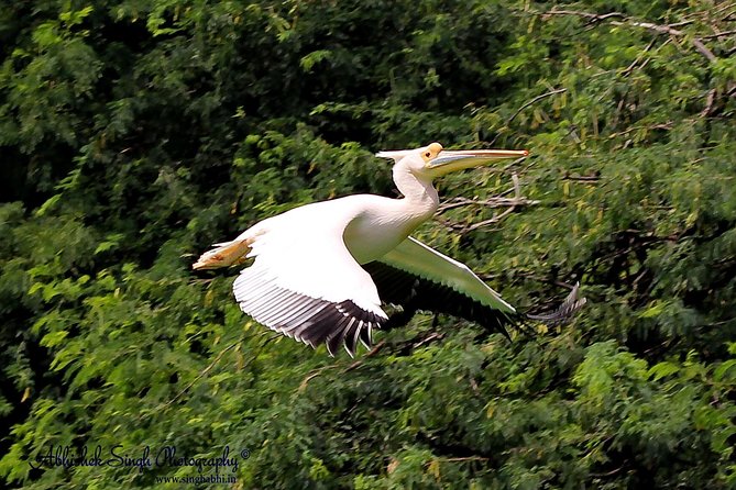 Sultanpur The wonder of Birding from Delhi - The 7:00 am pickup and drive that keep the day on track