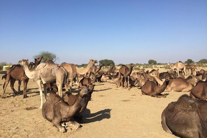 Sun Set Safari with Dinner - Dinner over an open fire: where the tour turns into a story