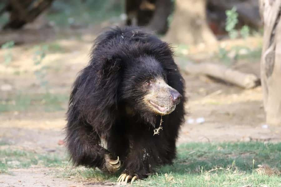 Taj Mahal Tour with Optional Wildlife Rescue Center Visit - Sunrise Taj Mahal With a separate-entrance head start