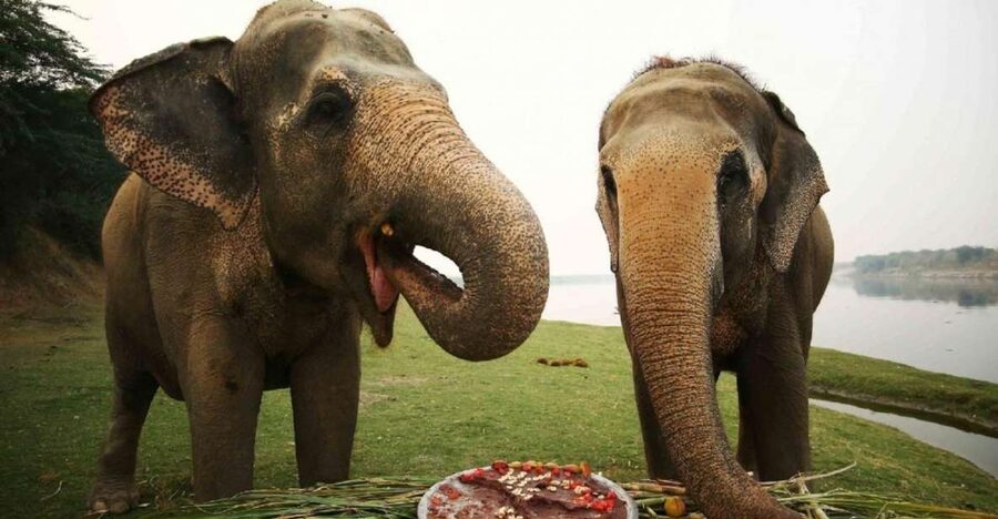 Taj Mahal Tour with Optional Wildlife Rescue Center Visit - Wildlife SOS elephant rescue option: what you’ll see and why it matters