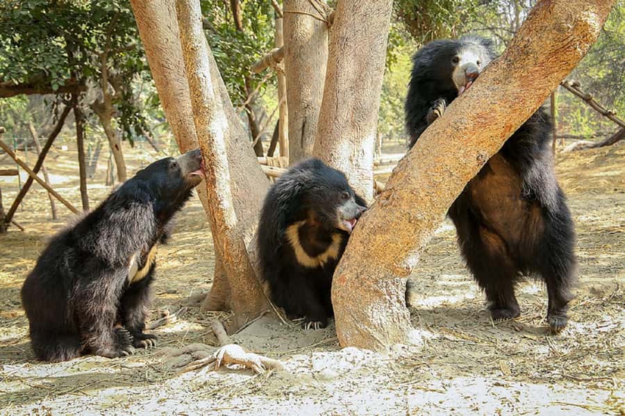 Taj Mahal Tour with Optional Wildlife Rescue Center Visit - Private AC transport, pickup zones, and how to plan the day