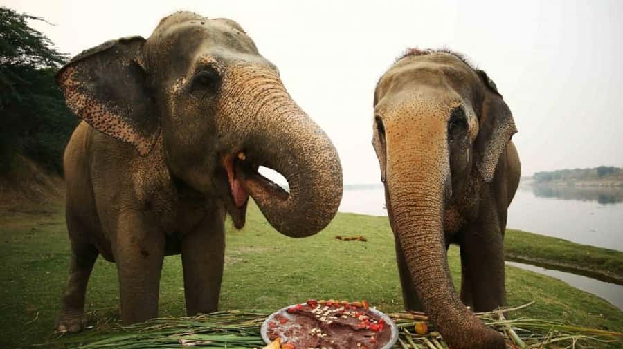 Taj Mahal Tour with Optional Wildlife Rescue Center Visit - The Taj Mahal guide, photo spots, and why 2.5 hours works