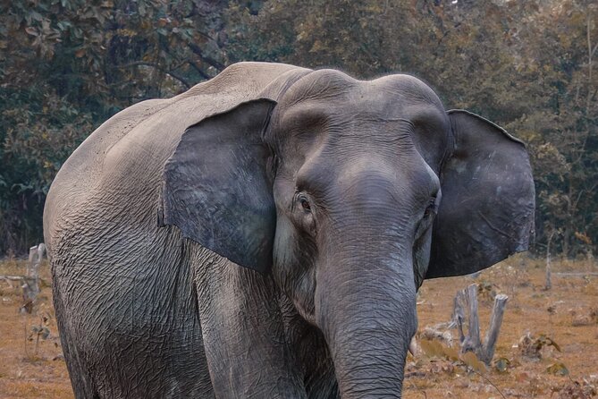 Taj Mahal with Wildlife SOS Elephant Conservation and Care Center - The ride to Agra: private comfort, real timing, no stress theater