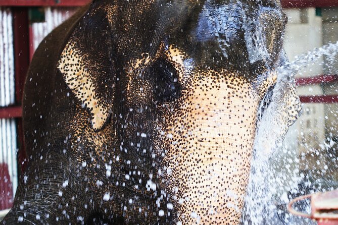 Taj Mahal with Wildlife SOS Elephant Conservation and Care Center - Timing and total time: how to handle a 10 to 13 hour day