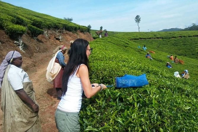 Tea planation walking In Munnar- (by Munnar Info) - Key highlights you will feel on this walk