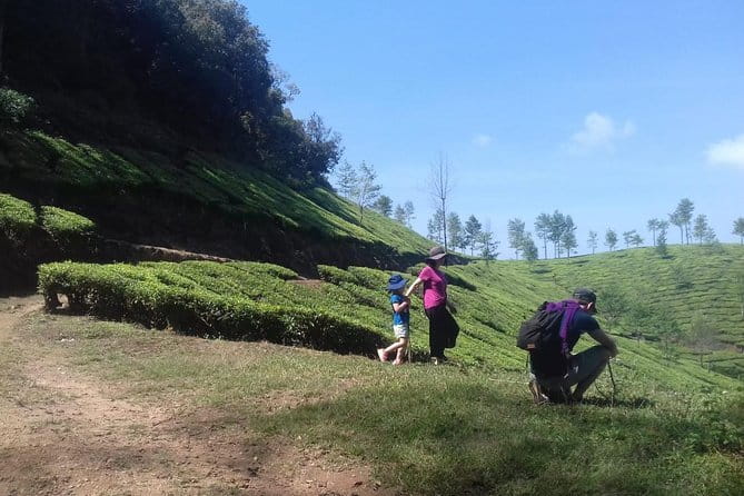 Tea planation walking In Munnar- (by Munnar Info) - Tea estate trails, river sights, and a look at factory life