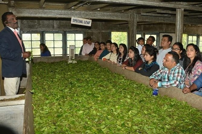 Tea planation walking In Munnar- (by Munnar Info) - Plucking field training at the tea gardens