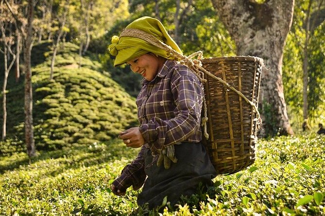 Tea Pluckers' Day - Quick highlights