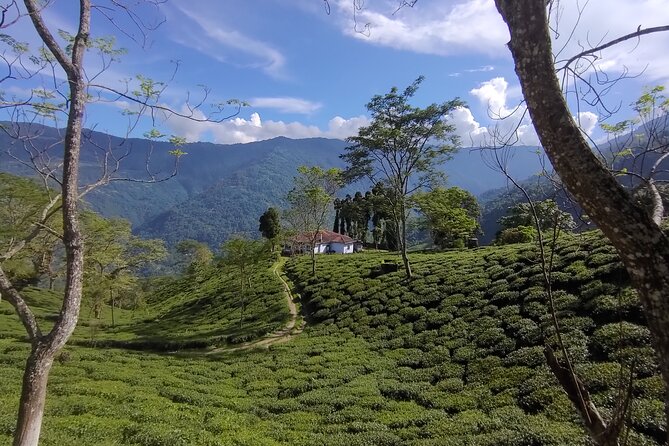 Tea Pluckers' Day - Why Tea Pluckers Day works better than a quick plantation stop