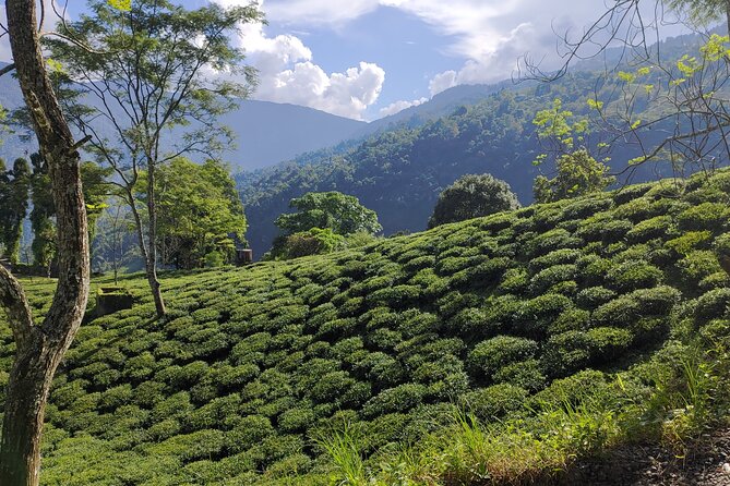 Tea Pluckers' Day - Price and value: what $85.11 gets you in Darjeeling