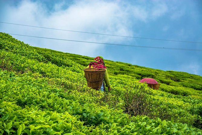 The Land Mark Tour (Nautical Day Darjeeling To Mirik crusade) - Key highlights to know before you go