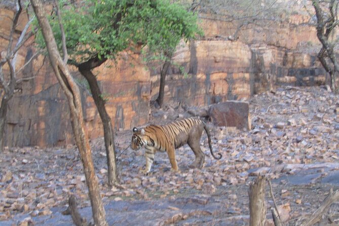 Tiger Safari in Ranthambore National Park - Key things to know before you go