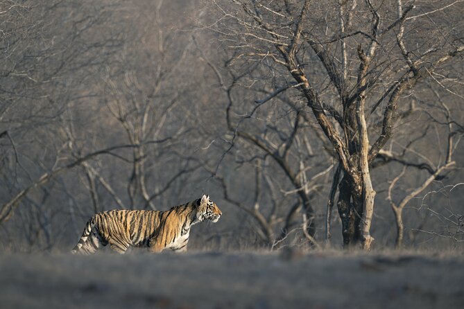 Tiger Safari in Ranthambore National Park - Ranthambore National Park, Fort Vistas, and the Zone System
