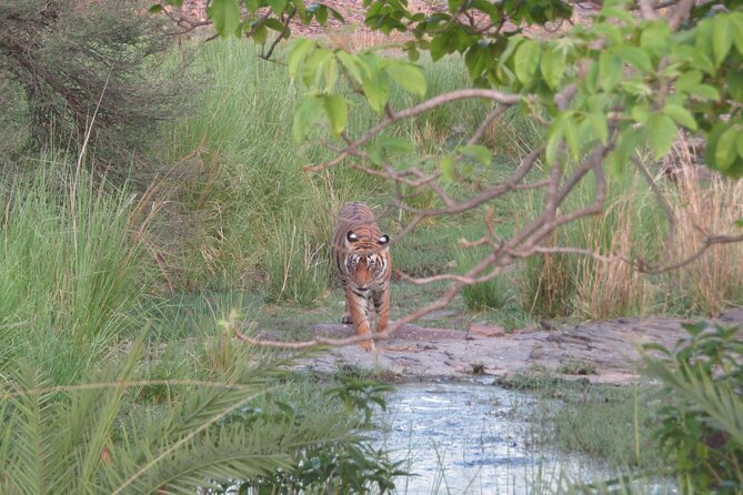 Tiger Safari in Ranthambore National Park - Hotel Pickup, Transport Timing, and Your 4-hour Day Plan