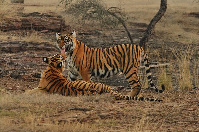 Tiger Safari in Ranthambore National Park - Who This Safari Suits Best (And Who Should Reconsider)