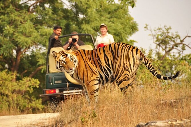 Tiger Safari in Ranthambore National Park - Should You Book This Tiger Safari in Ranthambore?