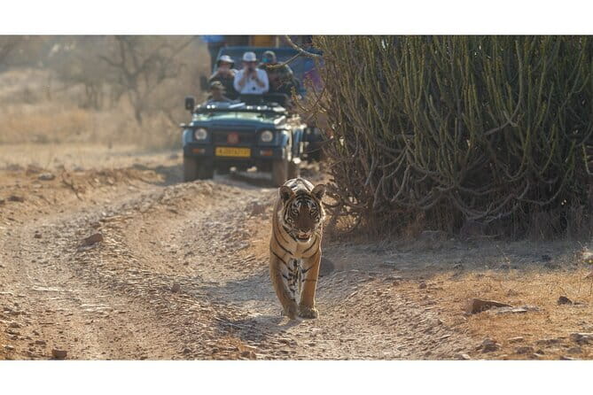 Tiger Safari in Ranthambore national park | Canter Options - Ranthambore Canter Options in a 20-seater open vehicle, and why it works
