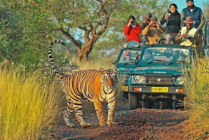 Tiger Safari in Ranthambore national park | Canter Options - What you get inside the park: naturalist guidance you can actually use