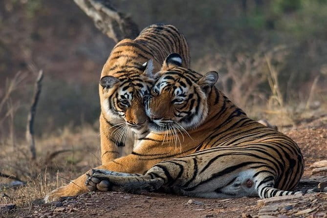 Tiger Safari in Ranthambore national park | Canter Options - Vehicle comfort, viewing angles, and the reality of a shared canter