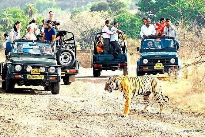 Tiger Safari in Ranthambore national park | Canter Options - Price and value: what about $23.81 per person is actually included