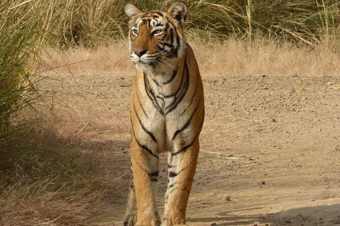 Tiger Safari in Ranthambore national park | Canter Options - Who this safari fits best, and who should consider private jeep time